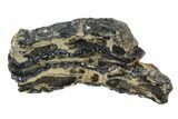 Mammoth Molar Slice With Case - South Carolina #95272-1